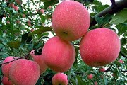 Cây táo giống - Nông Sản Kim Hằng Lục Ngạn - Công Ty Cổ Phần Công Nghệ Nông Nghiệp Hữu Cơ Kim Hằng Lục Ngạn